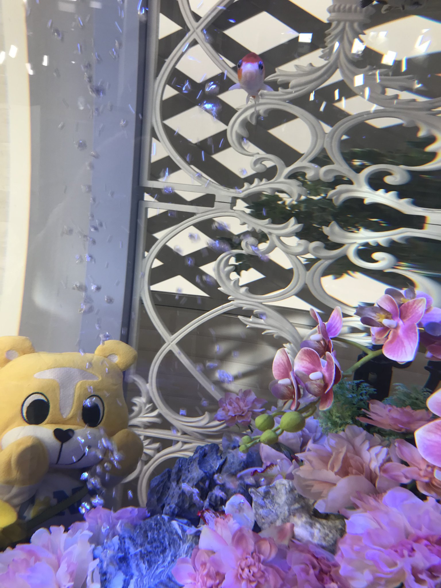♡ページ Dita 水草と金魚あそび Dita 何気なし 浴衣 水草と金魚遊び
