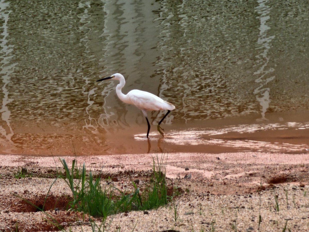 junkwak0512's tweet image. Back to Zhuhai (珠海). Due to the typhoon passed by days ago, the campus is still a bit messy. But the egret (白鹭, báilù), one of the resident birds around the lake before the teaching building remains undiminished. Wading in shallow water to hunt fish.