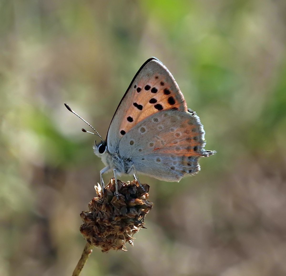 Greenwings's tweet image. 🦋 Tremendous Turkey 🦋
A few picture postcards by tour leader Ben Greenaway from our ongoing butterfly bonanza in Türkiye!
Highlights include Caucasian spotted Fritillary, Anatolian Blue Argus, White-bordered Grayling, Fiery Copper, & many many more!
