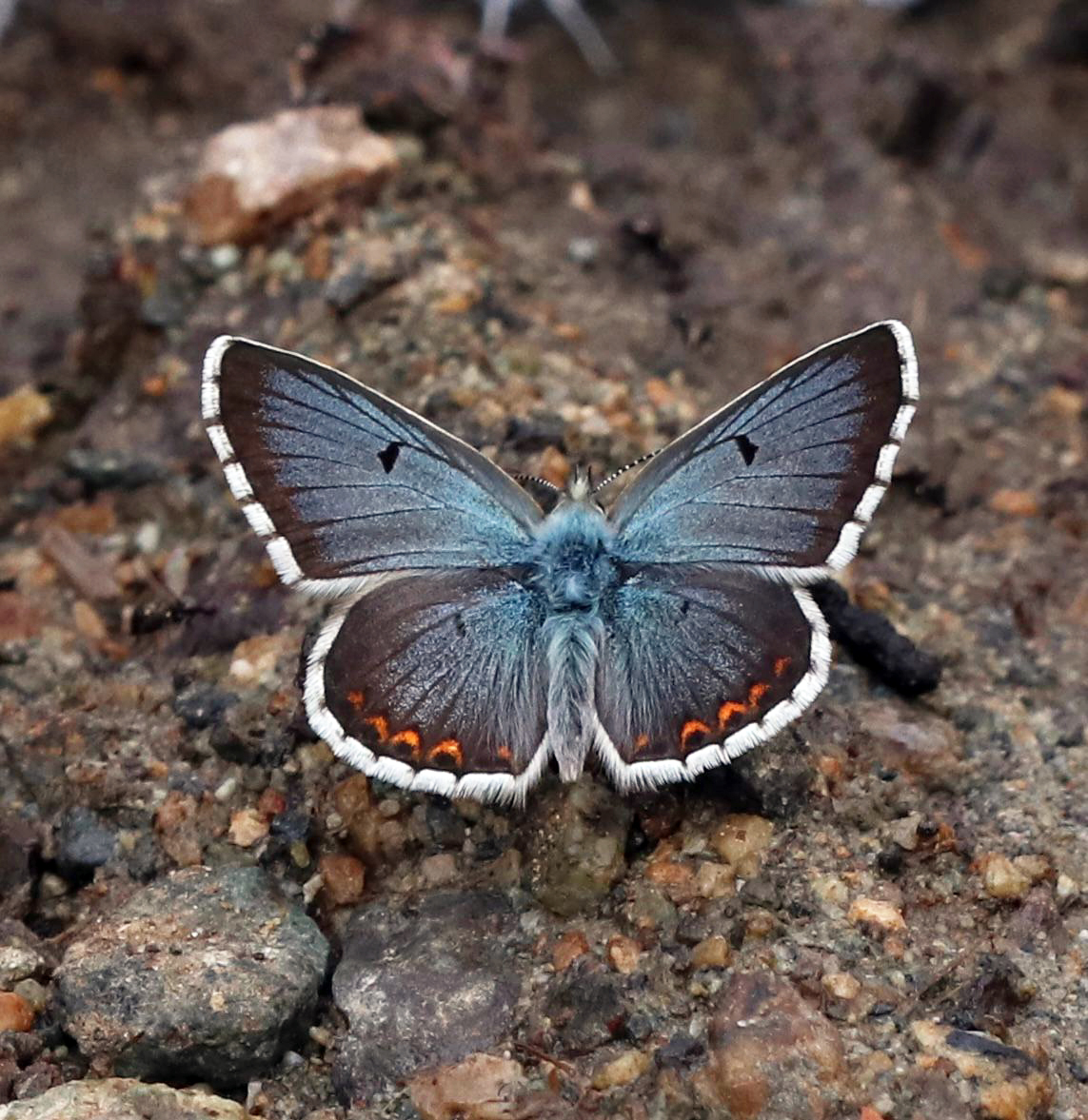 Greenwings's tweet image. 🦋 Tremendous Turkey 🦋
A few picture postcards by tour leader Ben Greenaway from our ongoing butterfly bonanza in Türkiye!
Highlights include Caucasian spotted Fritillary, Anatolian Blue Argus, White-bordered Grayling, Fiery Copper, & many many more!
