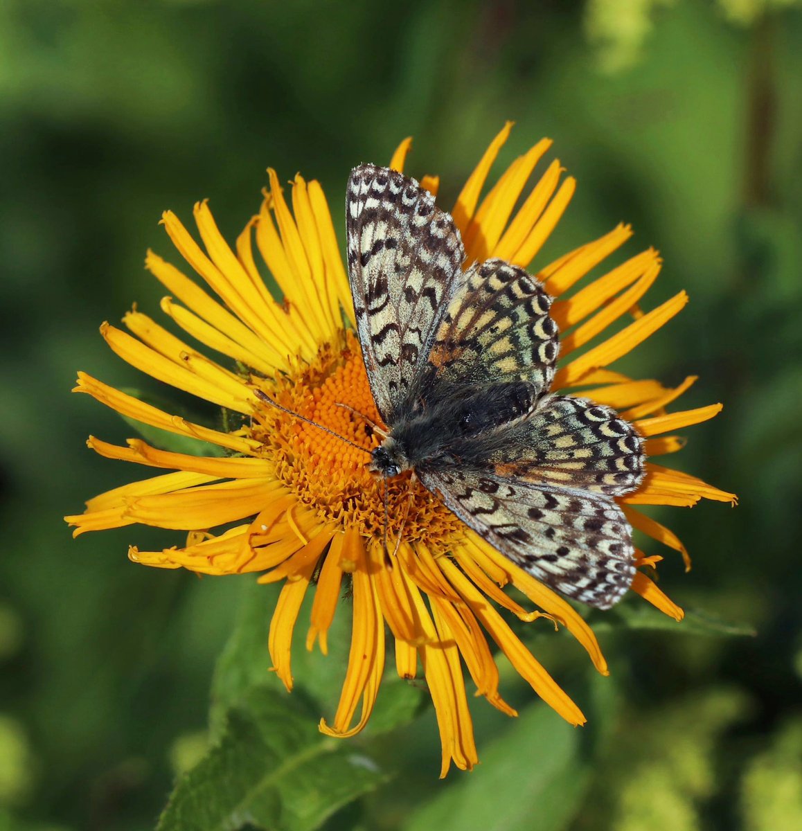 Greenwings's tweet image. 🦋 Tremendous Turkey 🦋
A few picture postcards by tour leader Ben Greenaway from our ongoing butterfly bonanza in Türkiye!
Highlights include Caucasian spotted Fritillary, Anatolian Blue Argus, White-bordered Grayling, Fiery Copper, & many many more!