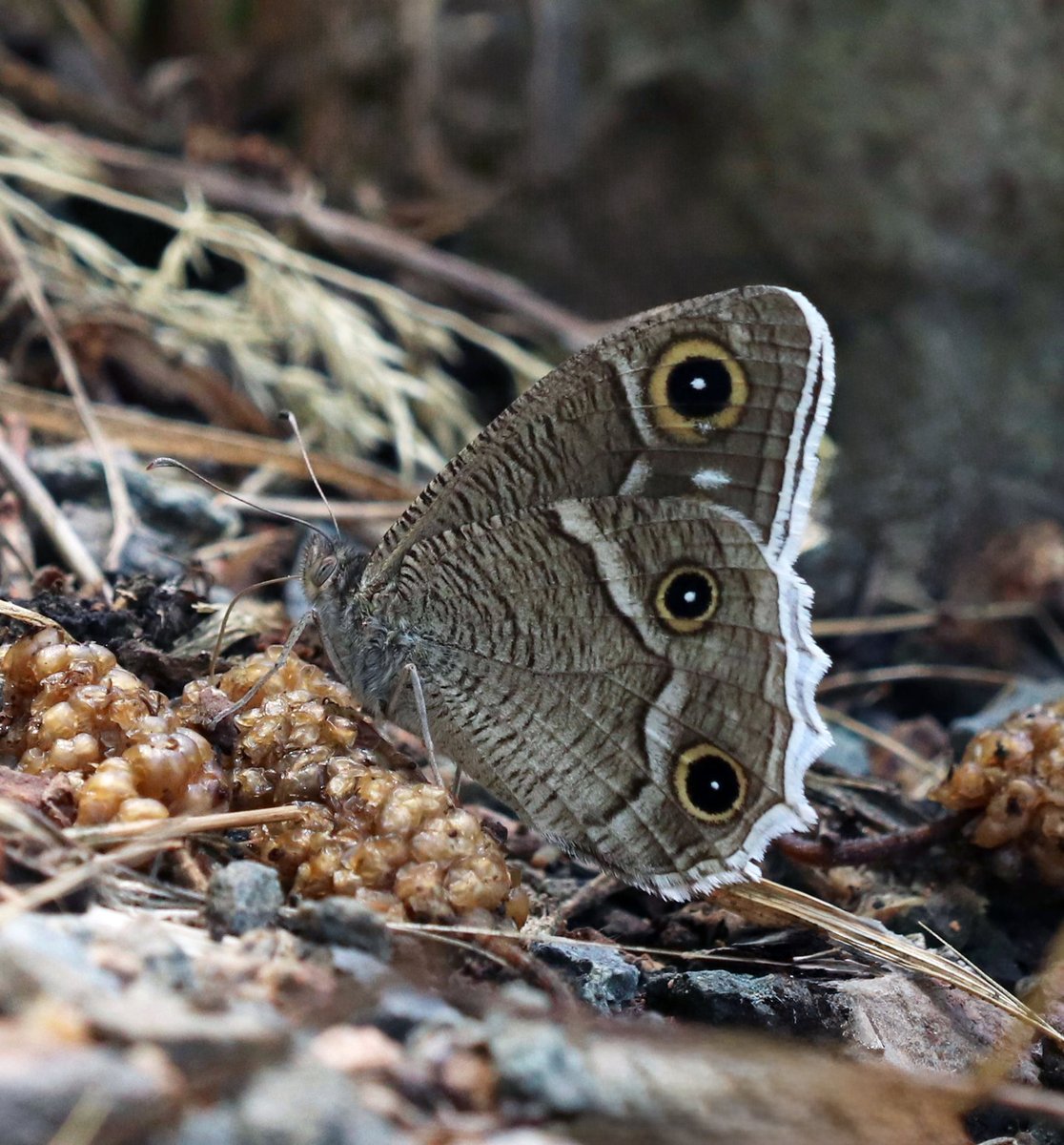 Greenwings's tweet image. 🦋 Tremendous Turkey 🦋
A few picture postcards by tour leader Ben Greenaway from our ongoing butterfly bonanza in Türkiye!
Highlights include Caucasian spotted Fritillary, Anatolian Blue Argus, White-bordered Grayling, Fiery Copper, & many many more!