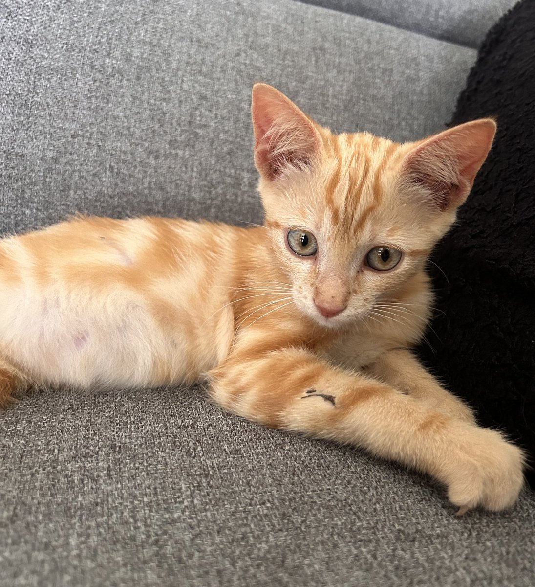 ChtKaina's tweet image. regardez mon nouveau chouchou 🥹 des idées de prénoms ?