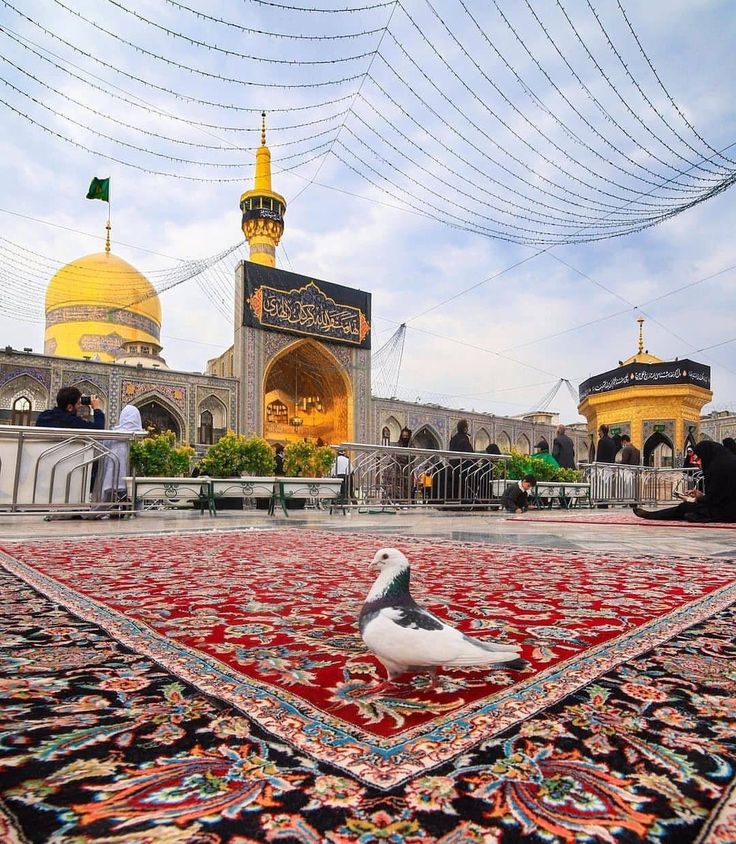 Zeinab_banooooo's tweet image. میگن امام رضا یجورِ خاصی
رئوفه که، از هر جای عالم که
صداش کنی همون لحظه نگات
میکنه میگه جانم..؛💛
#چهارشنبه_های_امام_رضایی