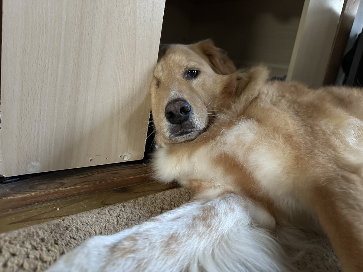 くつろぎ方に癖がある🐾
#じわる