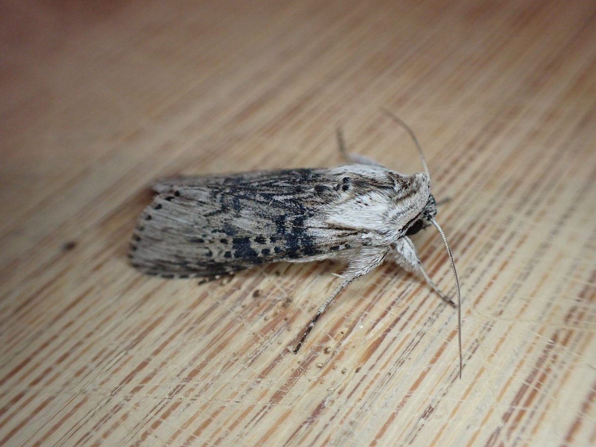 markhows's tweet image. Some excellent Suffolk coastal moths over the last few days, many thanks to @DeansMatthew @LewisStuff @BeachHutBirder for their help