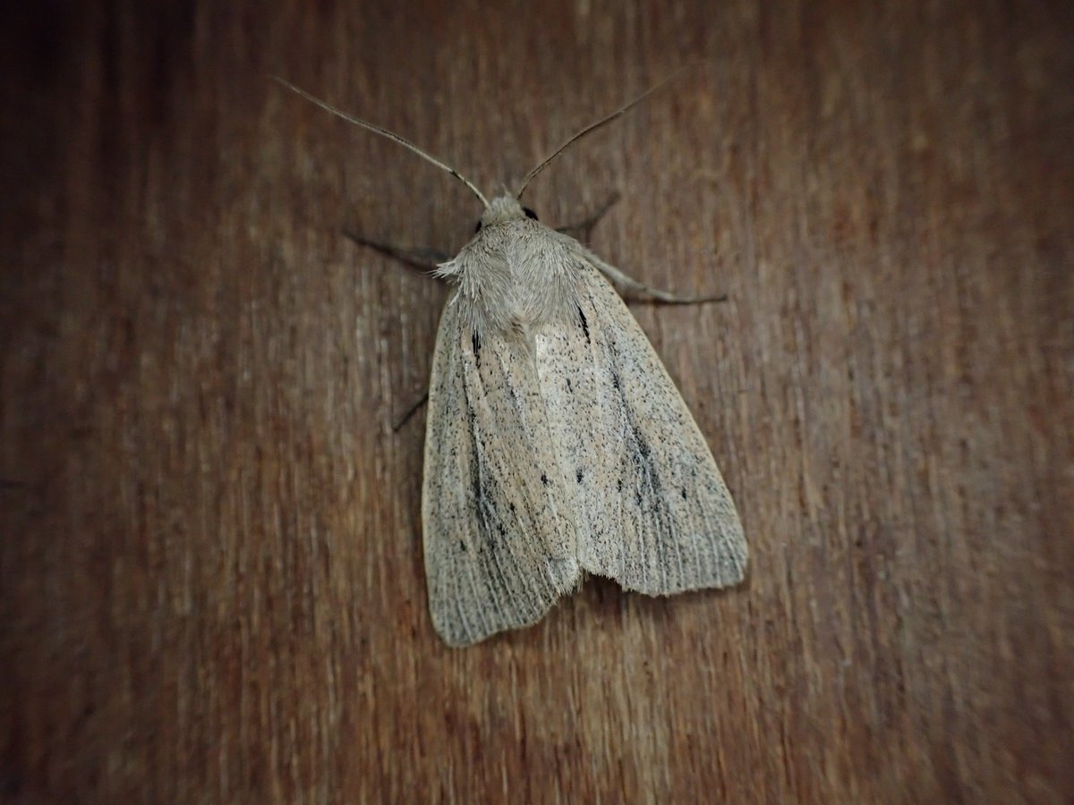 markhows's tweet image. Some excellent Suffolk coastal moths over the last few days, many thanks to @DeansMatthew @LewisStuff @BeachHutBirder for their help