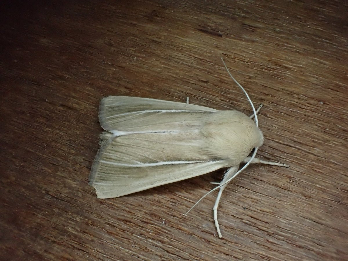 markhows's tweet image. Some excellent Suffolk coastal moths over the last few days, many thanks to @DeansMatthew @LewisStuff @BeachHutBirder for their help