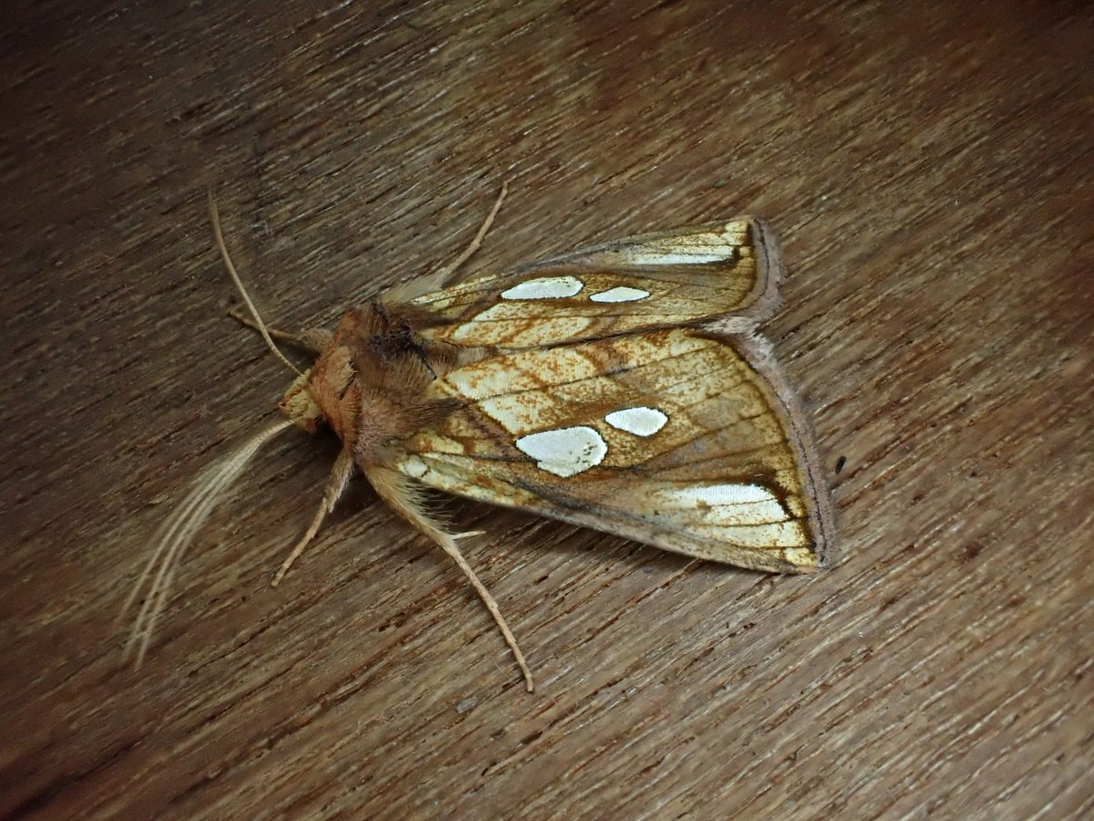 markhows's tweet image. Some excellent Suffolk coastal moths over the last few days, many thanks to @DeansMatthew @LewisStuff @BeachHutBirder for their help