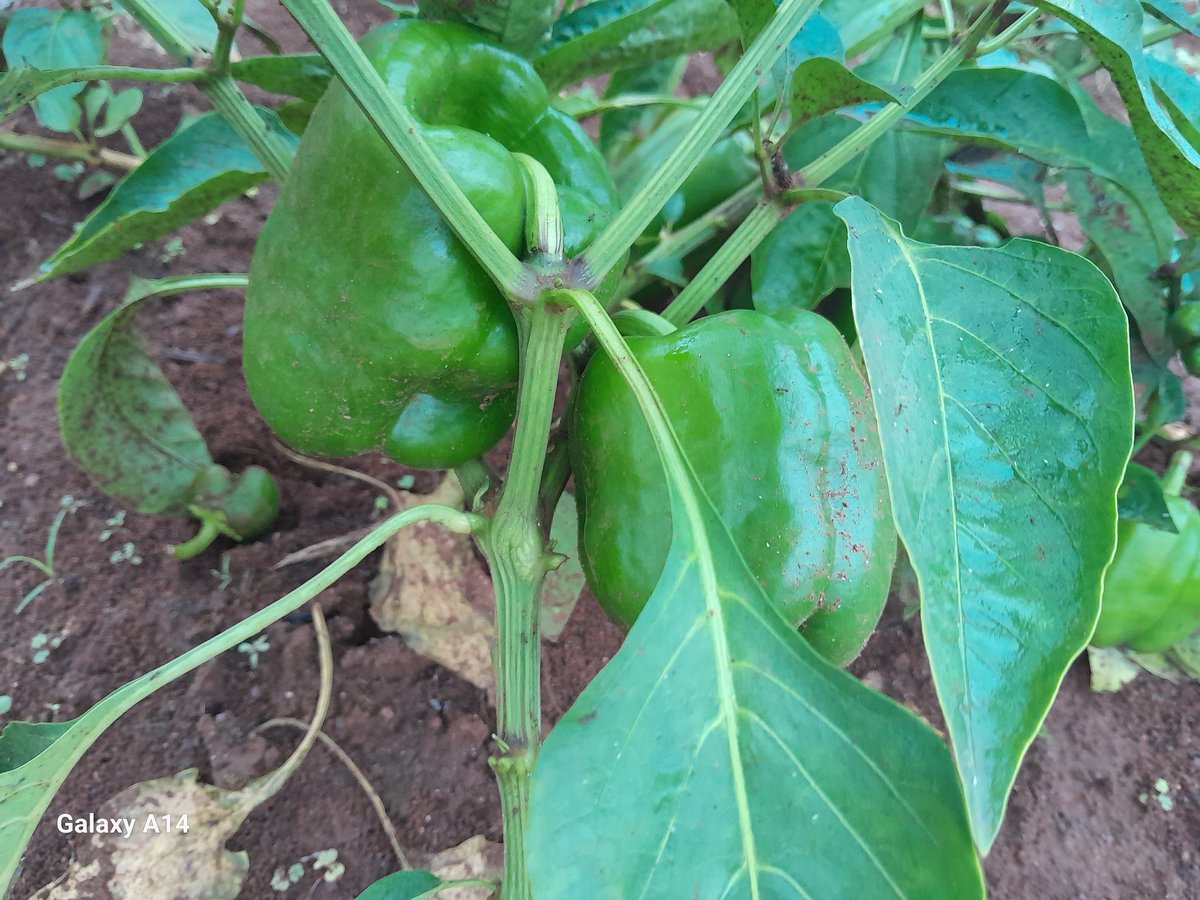 GoompyFresh's tweet image. We produce n ppl eat