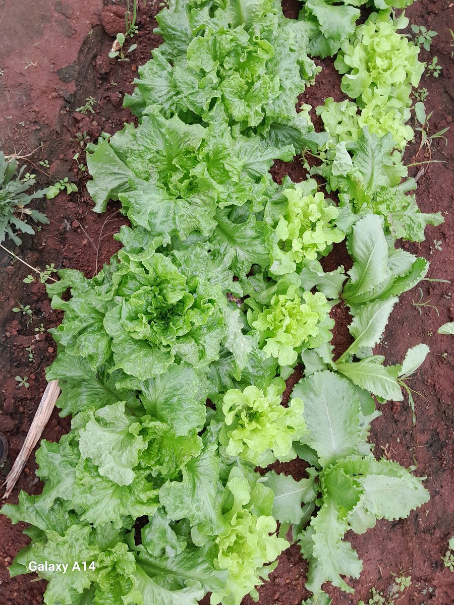 We produce n ppl eat