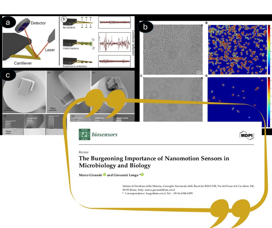 CNR_ISM's tweet image. Nanomotion sensors detect cellular movement as a #diagnostic signal.
A @CNR_ISM by @CNRsocial_ study in Biosensors @MDPIOpenAccess shows real-time metabolic activity tracking for #antibiotics and personalized therapies.
doi.org/10.3390/bios15…
#nanotech #microbiology #AI #biotech