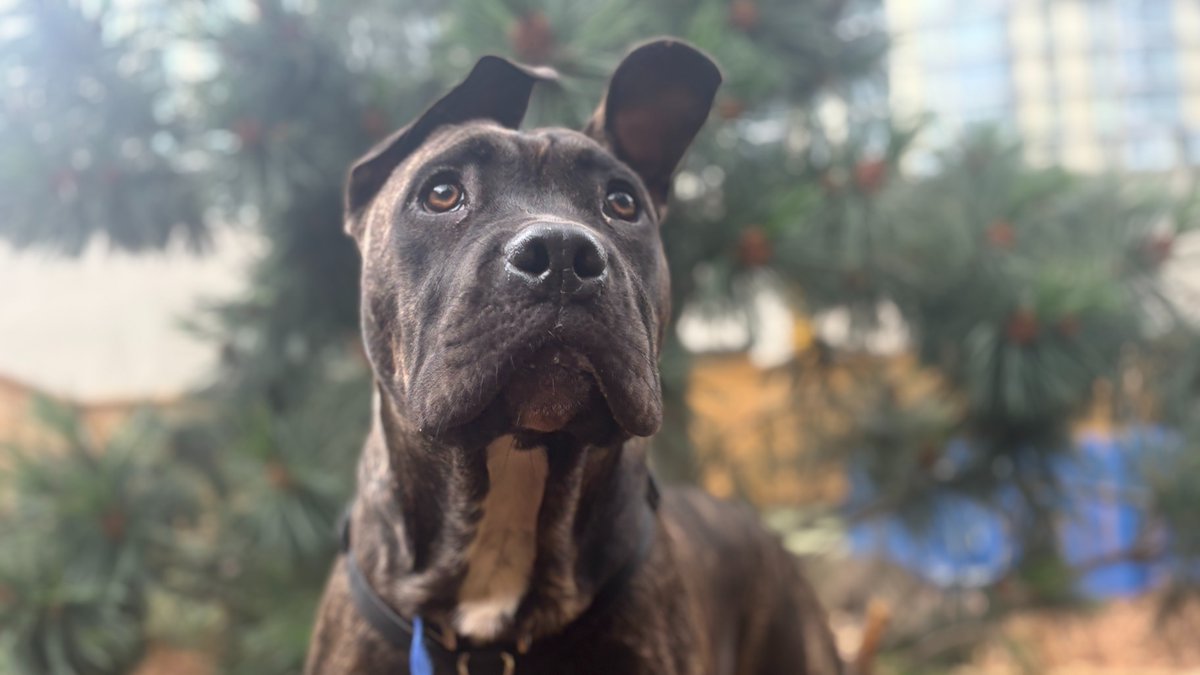 Battersea_'s tweet image. Dogs use body language to communicate. While all dogs are different, a relaxed dog will often:
🐶 Have a neutral, wagging tail
🐶 Have soft eyes
🐶 Cock their head in an interested way if you talk to them
This usually means they are happy to interact with you!