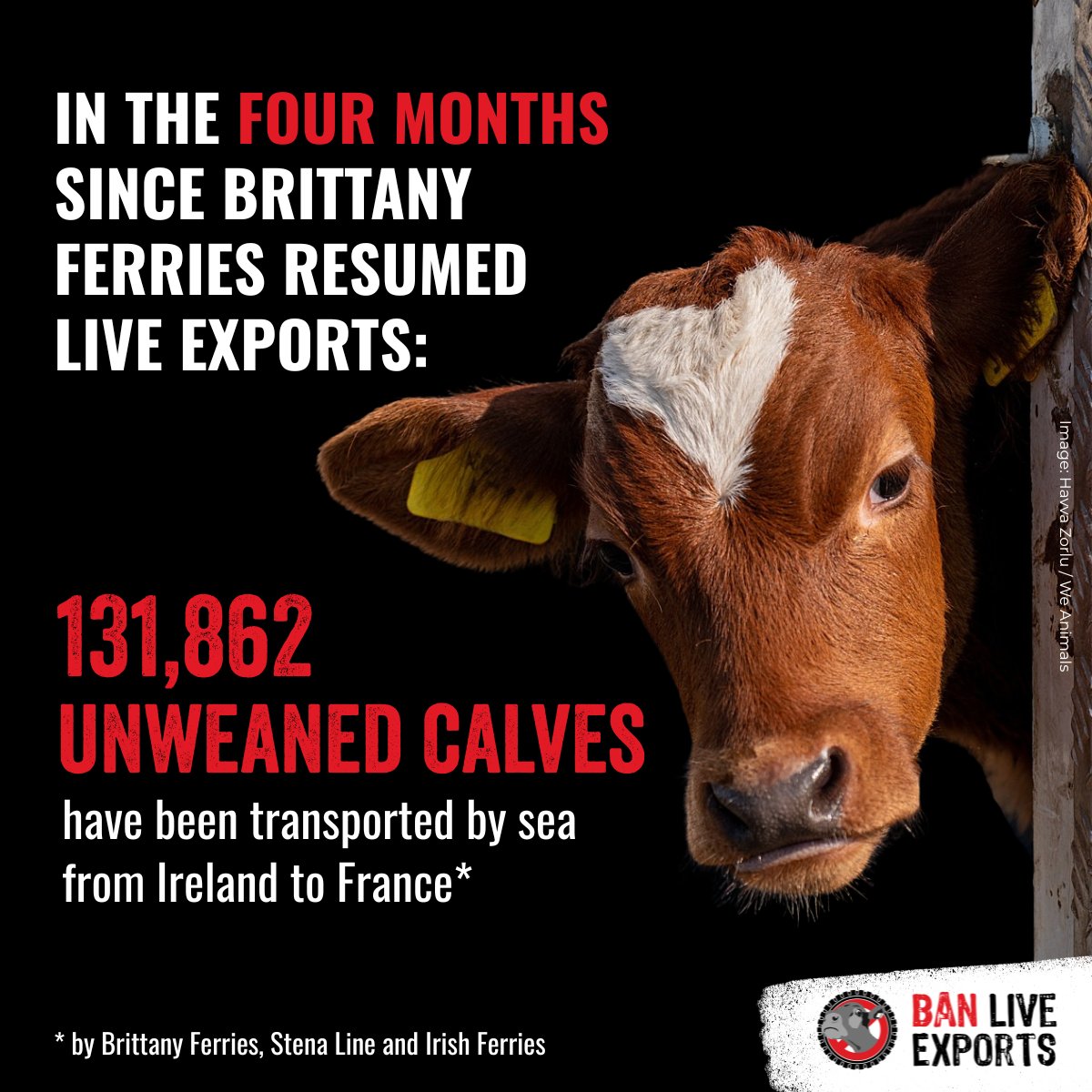 CIWF_Global's tweet image. Today we’re again urging @BrittanyFerries to stop the cruelty of carrying live farmed animals on its ships.
Just weeks old, unweaned calves can suffer overcrowding, stress, exhaustion & dehydration on these journeys.
Find out more ⬇️ #BanLiveExports
bit.ly/4m6SOzv