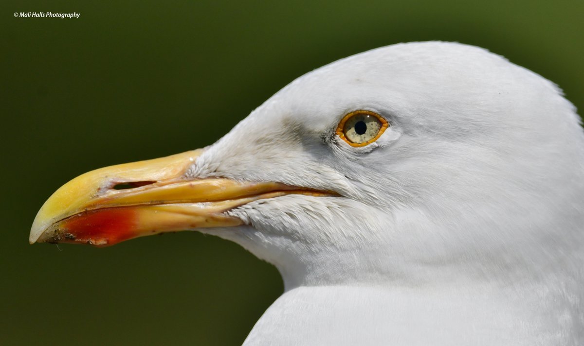 Herring Gull.

#BirdTwitter #Nature #Photography #wildlife #birds #TwitterNatureCommunity #birding #NaturePhotography #birdphotography #WildlifePhotography #Nikon