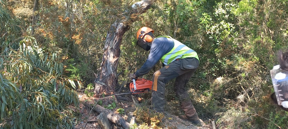 cgavarres's tweet image. 🌳Restituïm 11 hectàrees d’eucaliptus per recuperar la sureda autòctona, a les #Gavarres.
✅Ja hem actuat en 40 hectàrees, prop del 10% dels exemplars existents
👉🏼L’actuació compta amb el suport econòmic de la #DdGi
👀👉 bit.ly/4kWghCy