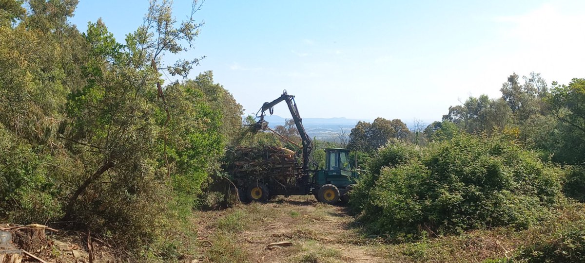 cgavarres's tweet image. 🌳Restituïm 11 hectàrees d’eucaliptus per recuperar la sureda autòctona, a les #Gavarres.
✅Ja hem actuat en 40 hectàrees, prop del 10% dels exemplars existents
👉🏼L’actuació compta amb el suport econòmic de la #DdGi
👀👉 bit.ly/4kWghCy