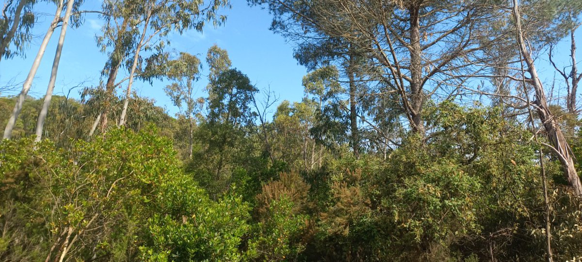 cgavarres's tweet image. 🌳Restituïm 11 hectàrees d’eucaliptus per recuperar la sureda autòctona, a les #Gavarres.
✅Ja hem actuat en 40 hectàrees, prop del 10% dels exemplars existents
👉🏼L’actuació compta amb el suport econòmic de la #DdGi
👀👉 bit.ly/4kWghCy