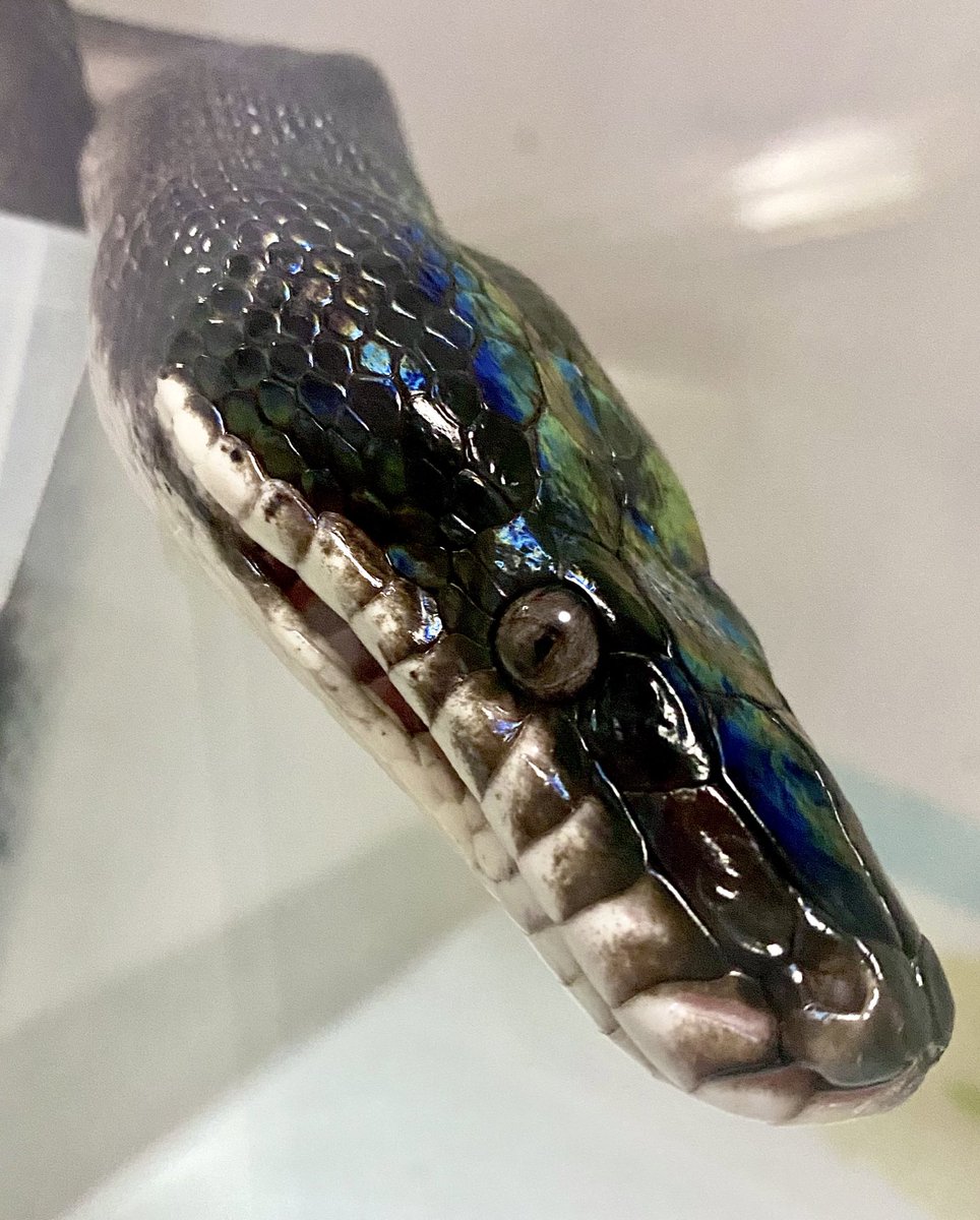 snake_parman's tweet image. 🙌✨