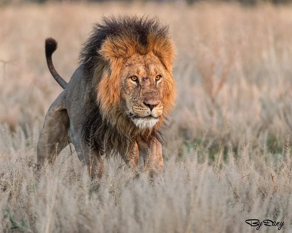 SMNK1972's tweet image. A formidable looking King photographed close to his pride in Savuti, Botswana. Credit to Daniela Borghi fotografia