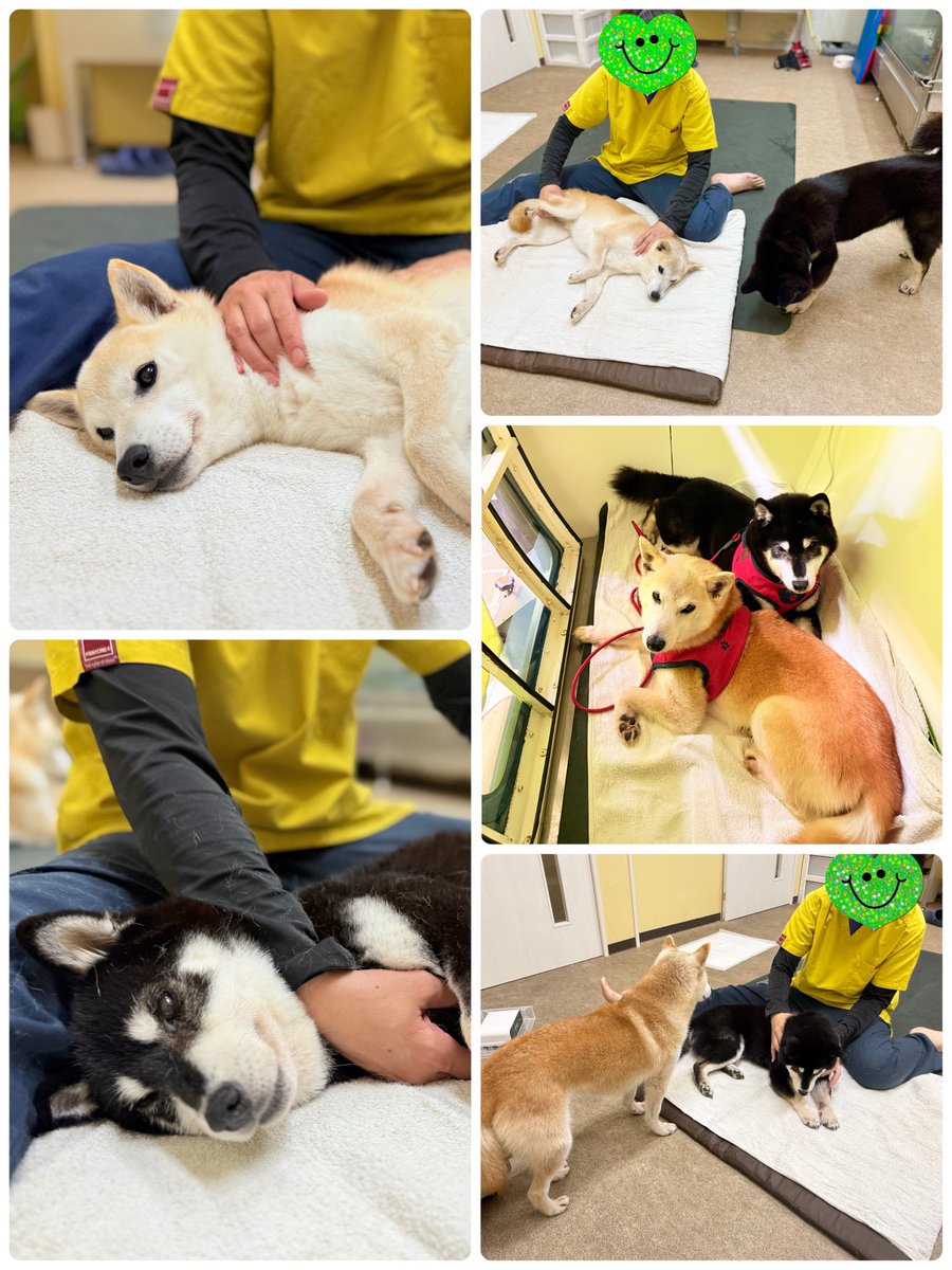 ブログを更新しました🆙 月に一度のリハビリタイム。 優しい先生と過ごす時間が、 ふたりのからだと心を、 少しずつ整えてくれています💓  https://t.co/gA2NYl3jPB