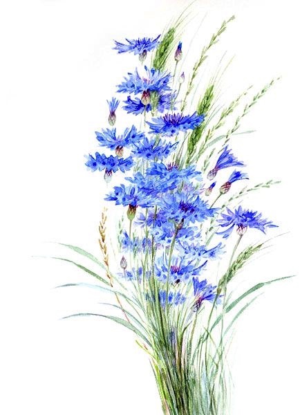 IsabellaKoldras's tweet image. 💙💙💙 
                                                   #MidWeekPickMeUp