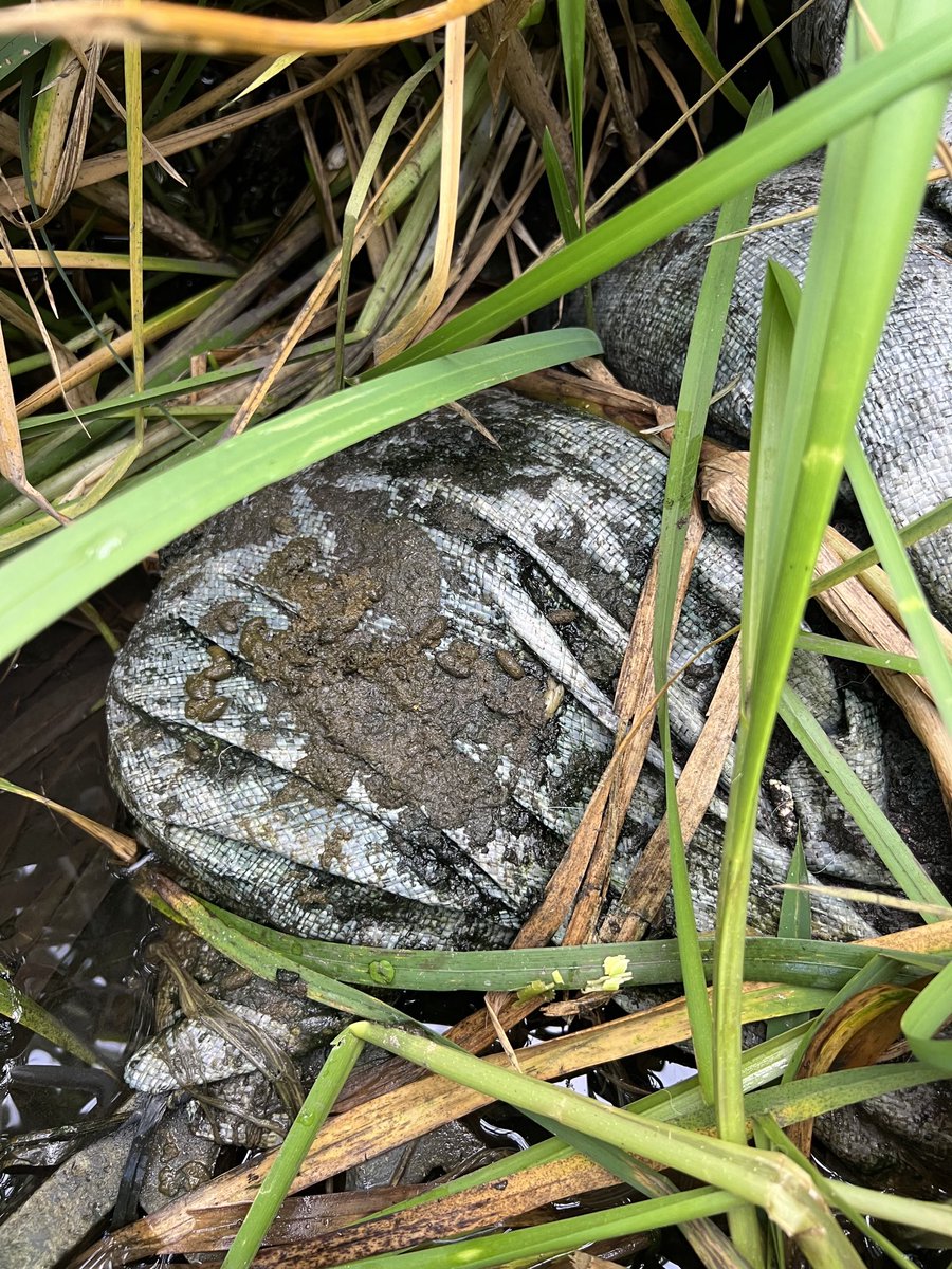 PJennings88's tweet image. Me lurking in the background looking for water vole signs while Byron and Andrew explain @Riverflies . Then emerging triumphant with a dropping the size and shape of a Tic Tac. @BBOWT @Buzz_dont_tweet @RiverChess