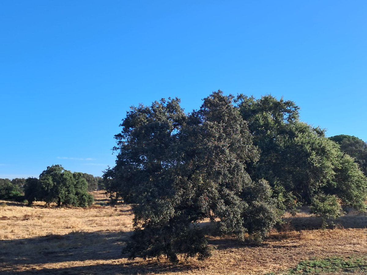 🟢Línea 10 de Apoyo a Iniciativas Locales:  

🛣️Villamanrique de la Condesa creará un corredor verde que unirá el Guadiamar con Zonas de Especial Conservación y el Espacio Natural de #Doñana

►Hoy nos hemos reunido con los técnicos del Ayuntamiento para avanzar en sus proyectos