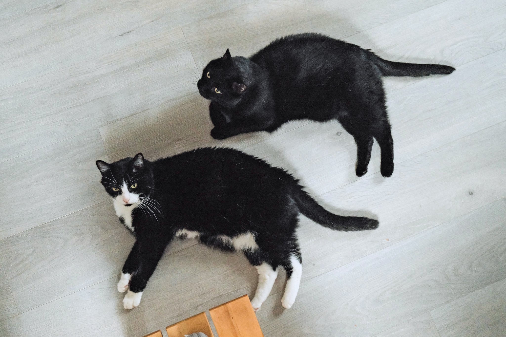 黒猫 Akemi (@enigmaticalcat) / X