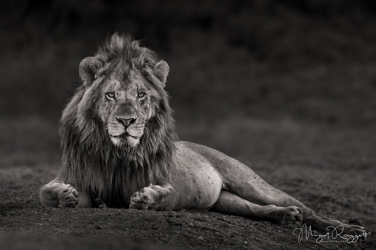 SMNK1972's tweet image. Magnificent King photographed in Ol Pejeta Conservancy, Kenya . Credit to Margot Raggett Photography