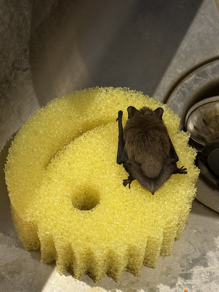 Thing that got into my apartment last week
Scrub batty