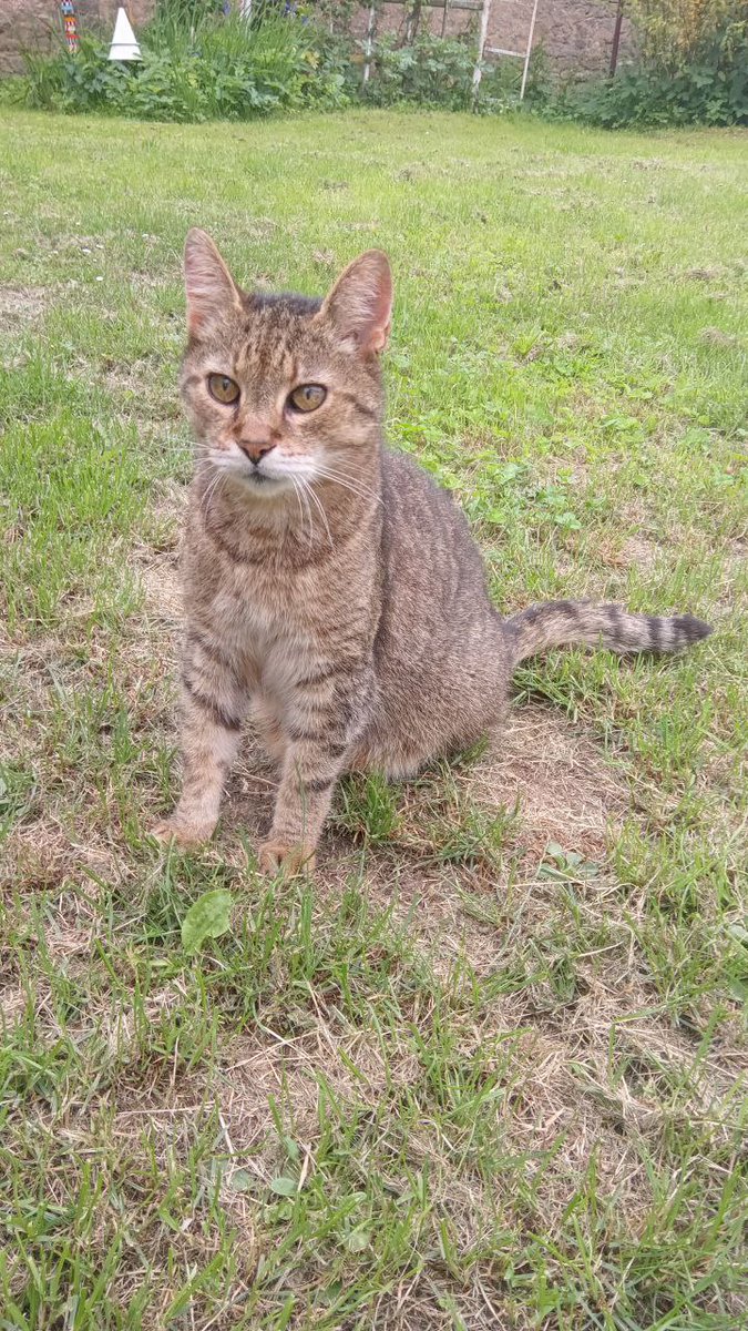 zinnia_elegans1's tweet image. pals @Hedgewatchers, we need a paw circle. beloved Junysek is not feeling well, we are going to vet this evening. please send healing vibes and love, for improvement or for an easy transition ๐ It's his 20th birthday in August. We'll do the best for him,thank you. Zinny and Lily