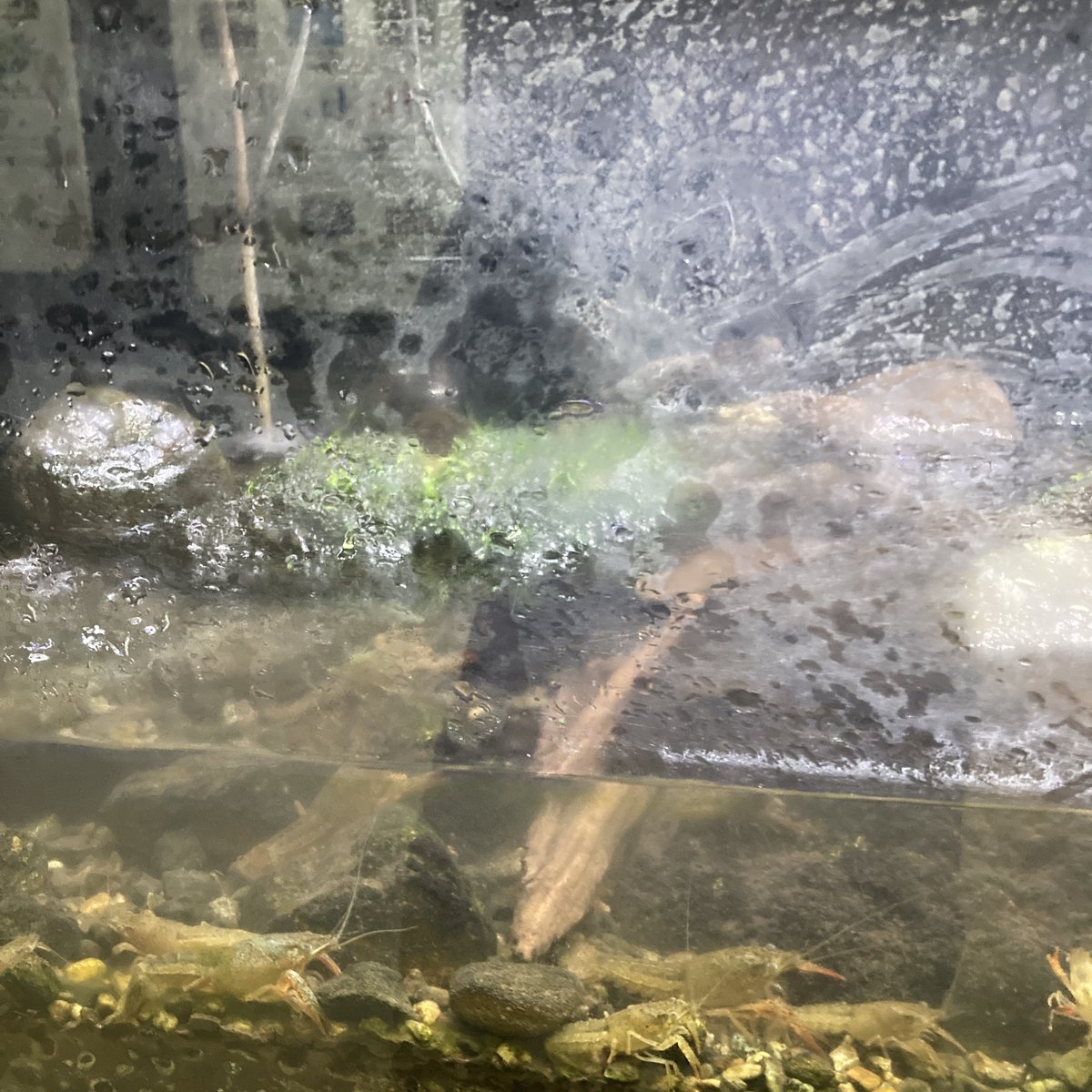 InawashiroAQ's tweet image. ウシガエルの水槽に大量のアメリカザリガニが追加されました
こころなしかウシガエルも満足そう
#猪苗代町 #アクアマリンいなわしろ #カワセミ水族館 #ウシガエル #アメリカザリガニ