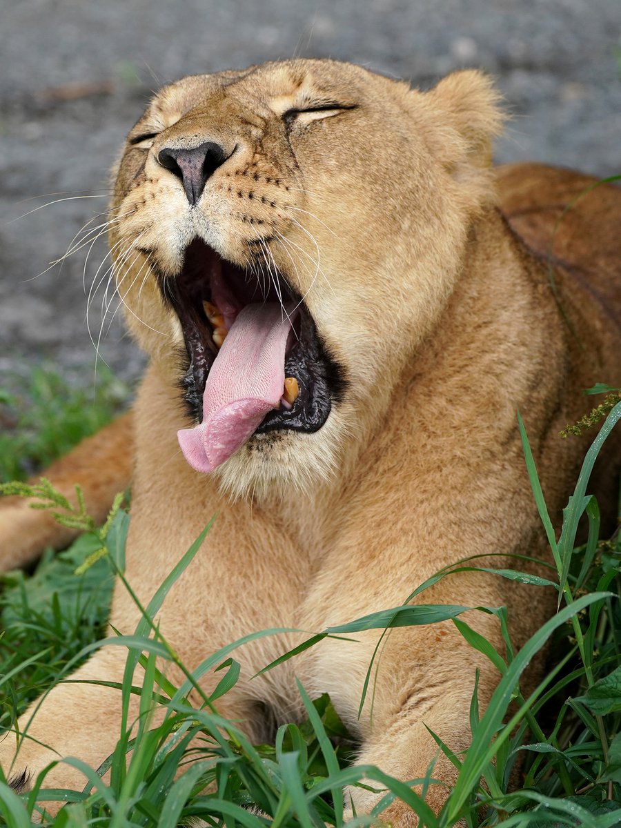 fuji_safari1980's tweet image. ふああああ~っと
今日は少し控えめな
ライオンのあくび🥱
fujisafari.co.jp/animal-safari/…
