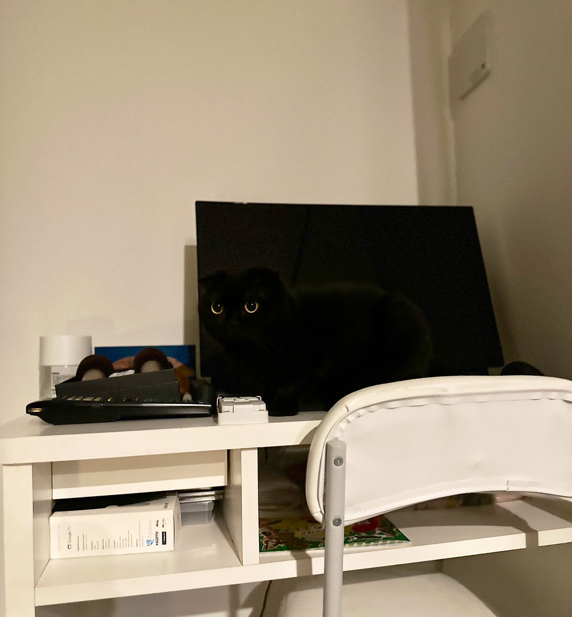 fuwamopurimo's tweet image. 鮮やかに 🖥 にんじゃりばんばん🥷🏿