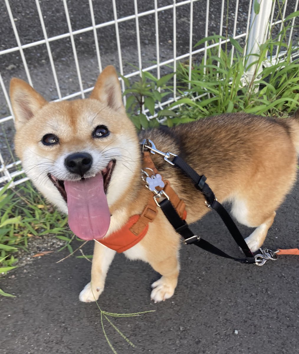 豆柴　1223 mqdefault.jpg