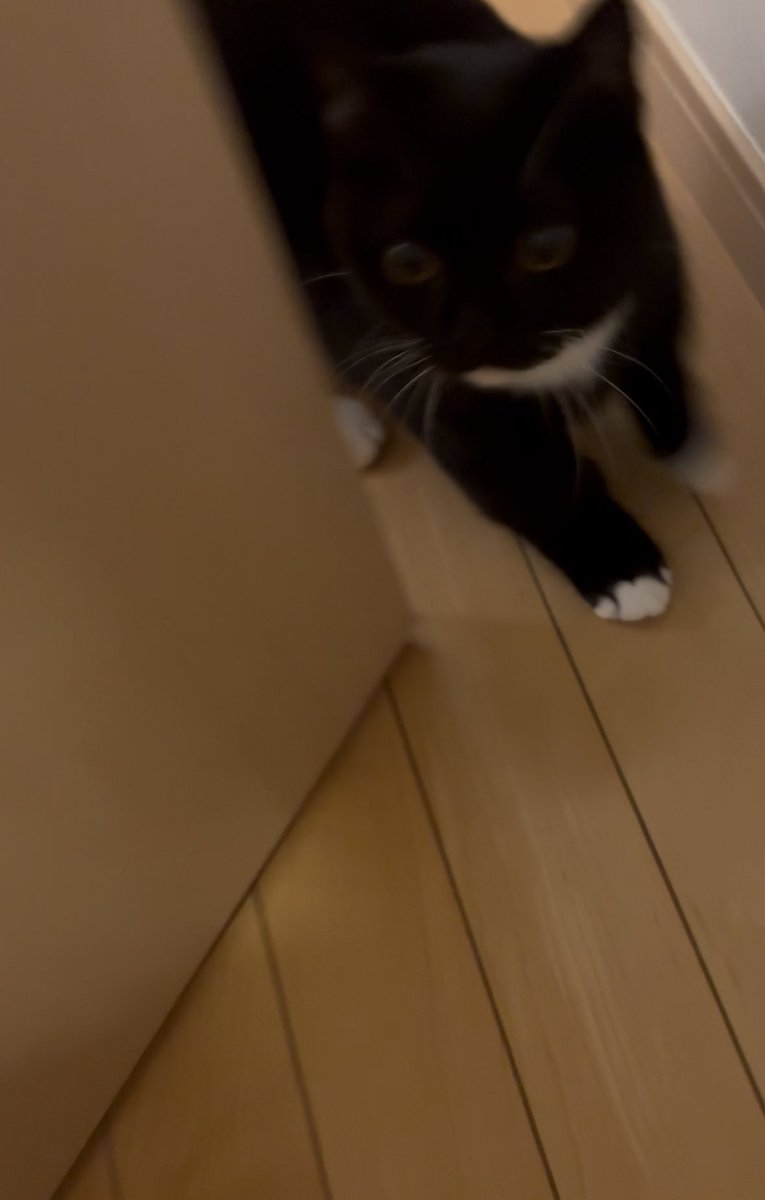 tavi_sapien_s's tweet image. おかえりー！に見えるじゃろ？このままわたしの横をすり抜けて廊下に出ていくだけなんじゃ