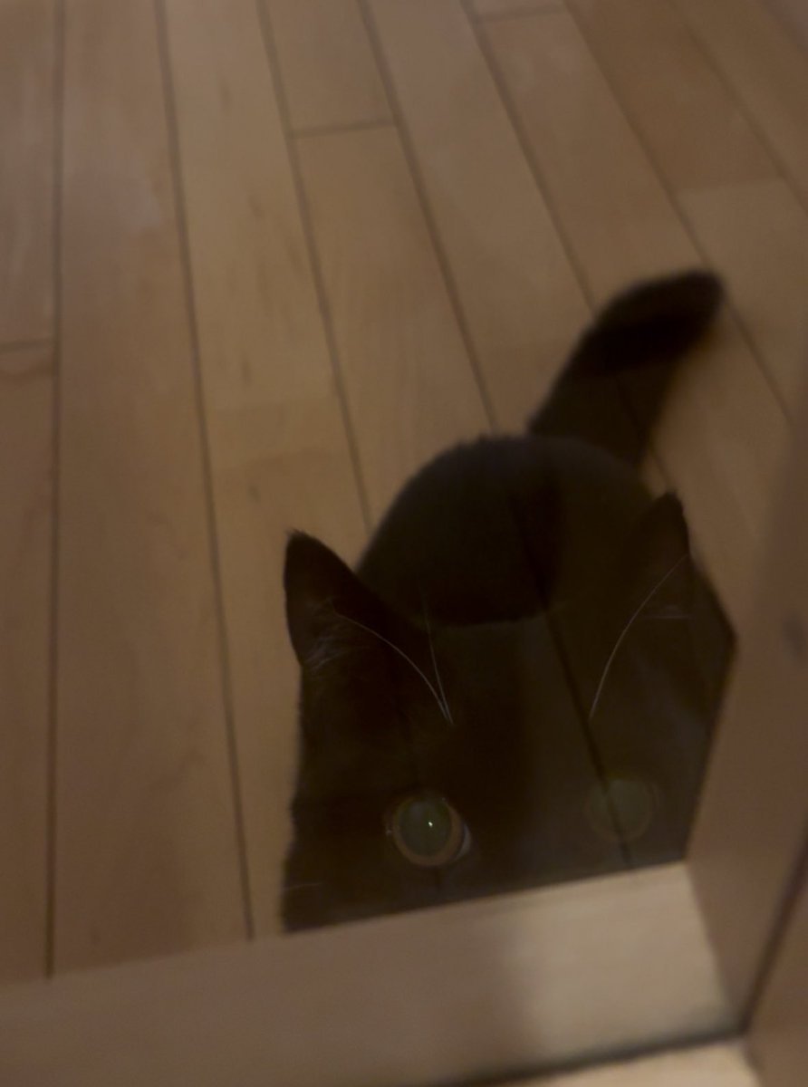 tavi_sapien_s's tweet image. おかえりー！に見えるじゃろ？このままわたしの横をすり抜けて廊下に出ていくだけなんじゃ