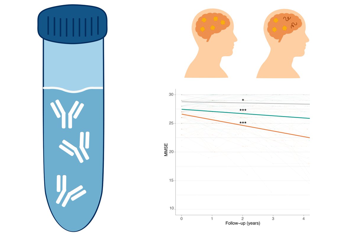 Brain1878's tweet image. Vromen et al. show that rates of cognitive decline in people with mild cognitive impairment and amyloid positivity (MCI A+) are associated with distinct proteomic signatures depending on whether or not abnormal tau status is also present. tinyurl.com/5n85bw6j