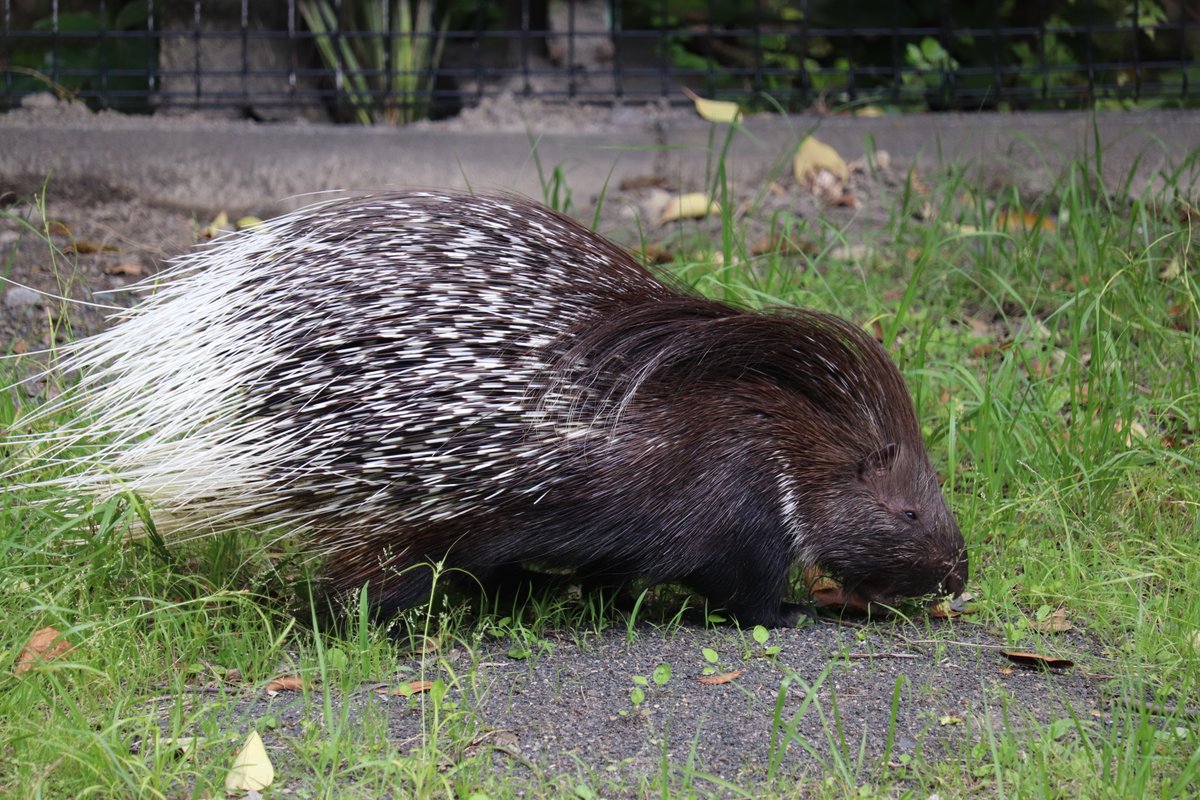 nhdzoo's tweet image. 【動物】アフリカタテガミヤマアラシ展示休止のお知らせ
獣舎整備のため、令和7年7月29日(火)よりアフリカタテガミヤマアラシの展示を休止させていただきます。
✅詳細はコチラ
nhdzoo.jp/news/naka.php?…
#日本平動物園
#nihondairazoo