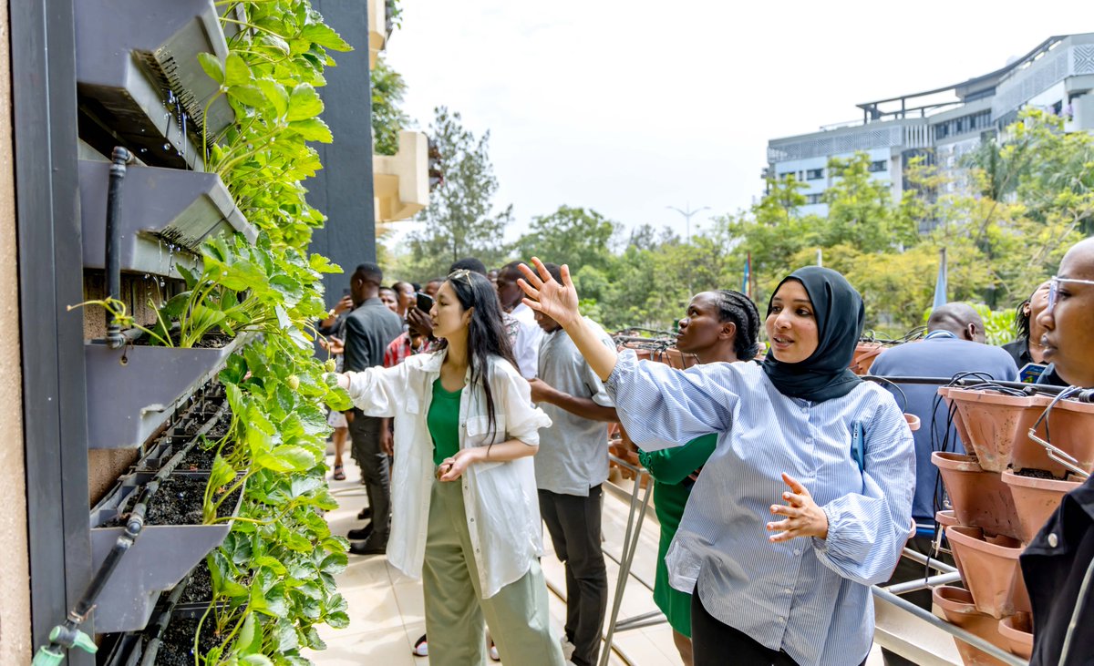 FAORwanda's tweet photo. This week, @FAORwanda is conducting capacity building for young agri-entrepreneurs in sustainable urban farming, with a focus on #verticalfarming.

The goal is to equip participants with skills to design, install, and maintain vertical farming systems for market competitiveness. https://t.co/C0USWiPhzg