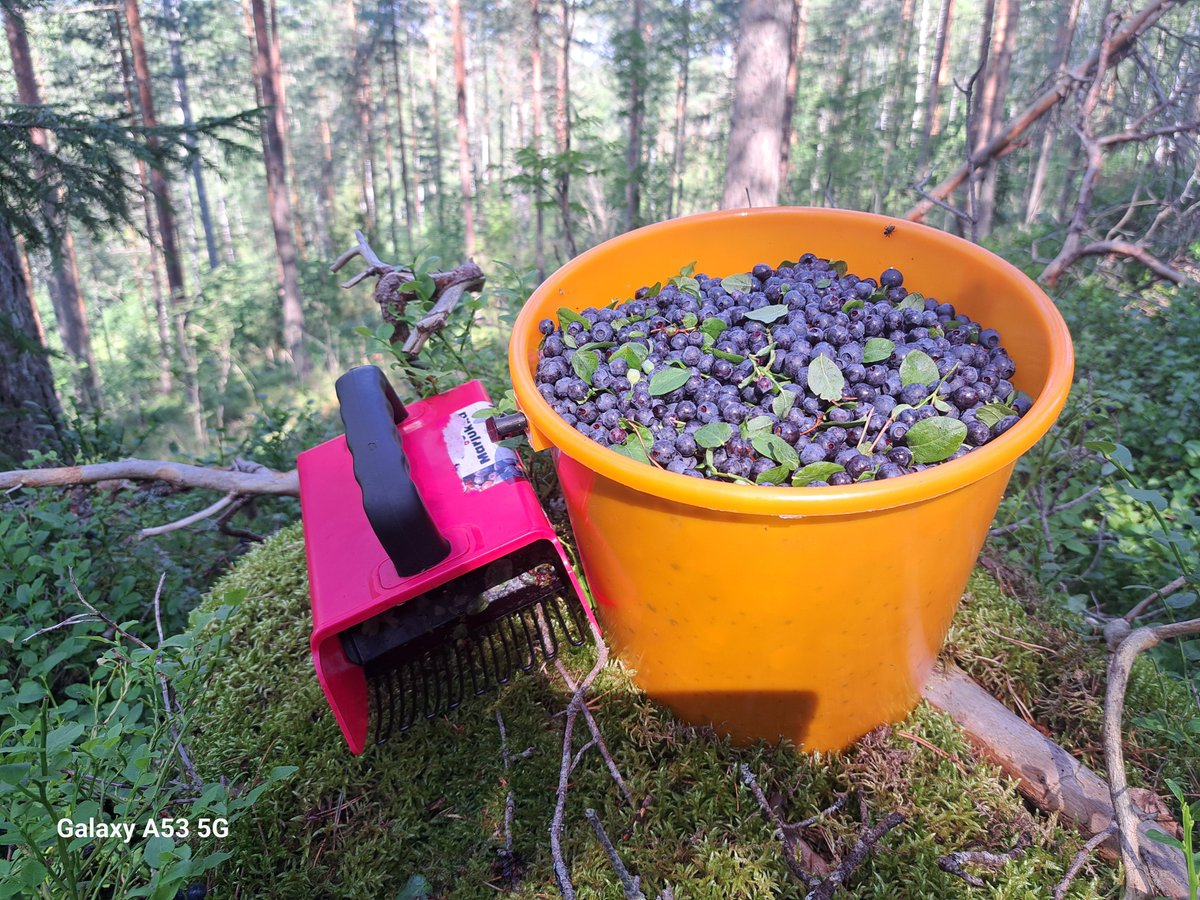 Talvivaran mustikat, mansikat ja raparperisose valmiina. Vielä kun pakastetaan vatut ja omenasose, niin on mitä laittaa kaurapuuron päälle aamuisin
#talvivara #metsä