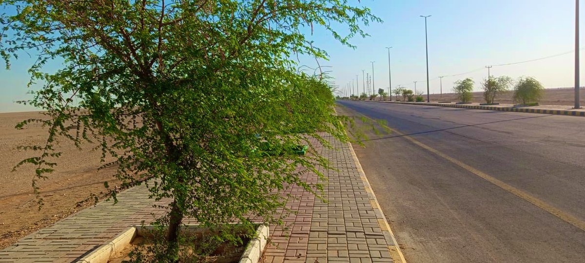 ummkhonsar's tweet image. ضمن أعمال الصيانة الدورية، نفّذت #بلدية_أم_خنصر أعمال قص وتهذيب الأشجار في عدد من المواقع والقرى التابعة، بهدف المحافظة على المظهر العام، وتعزيز السلامة البيئية، وتحسين المشهد الحضري.وتأتي هذه الأعمال ضمن خطة البلدية للعناية بالغطاء النباتي والارتقاء بجودة الحياة.