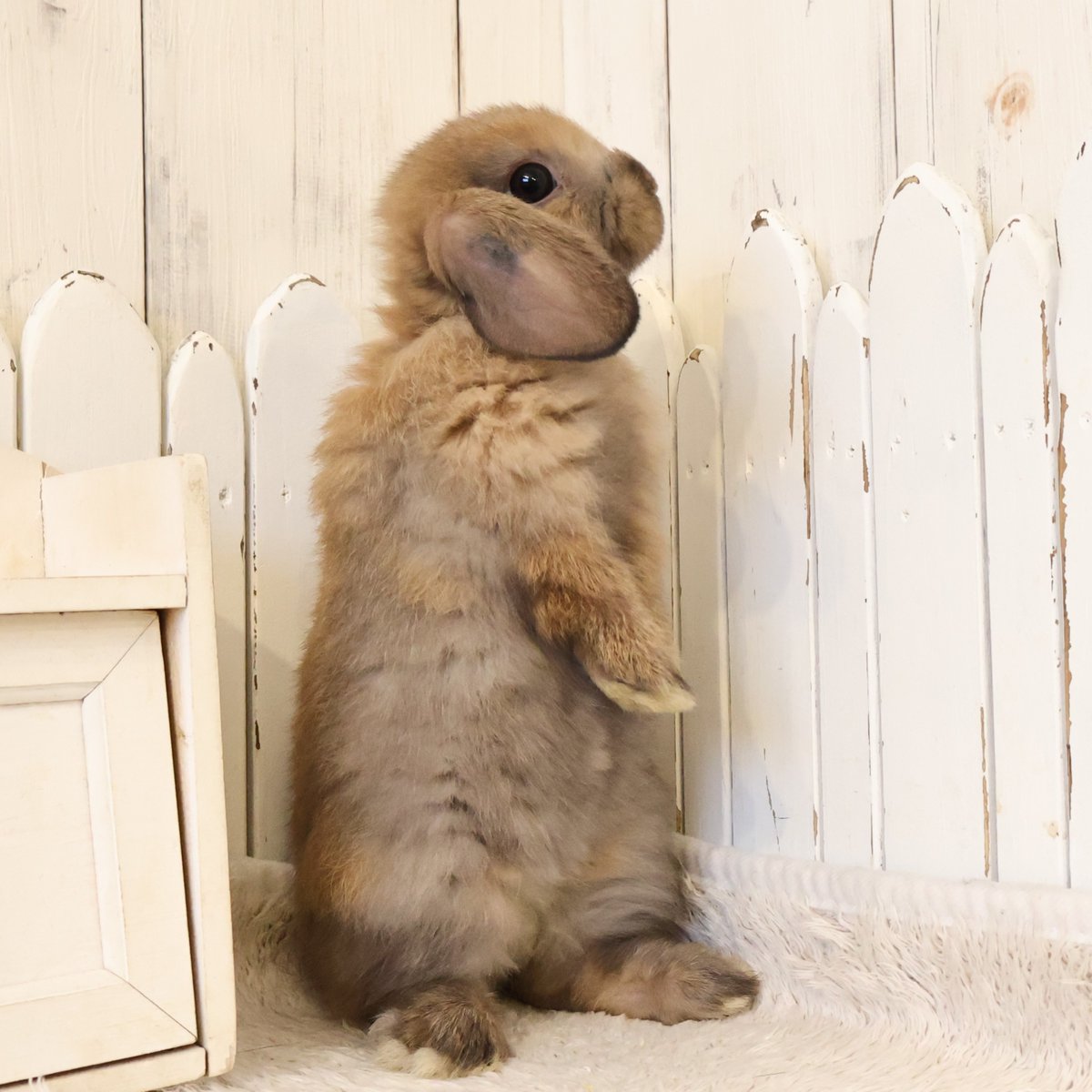 RabbitLink2's tweet image. /
ちびうさぎさんがデビューします♪
\
今回は小柄でくりくりお目目がキュートなトートイズシェルちゃんと
ちょっぴりマイペースな癒し系イケメンのブロークンオレンジくん。
ブロークンオレンジくんのマイペースぶりはHPのブログへどうぞ。
そして
/…