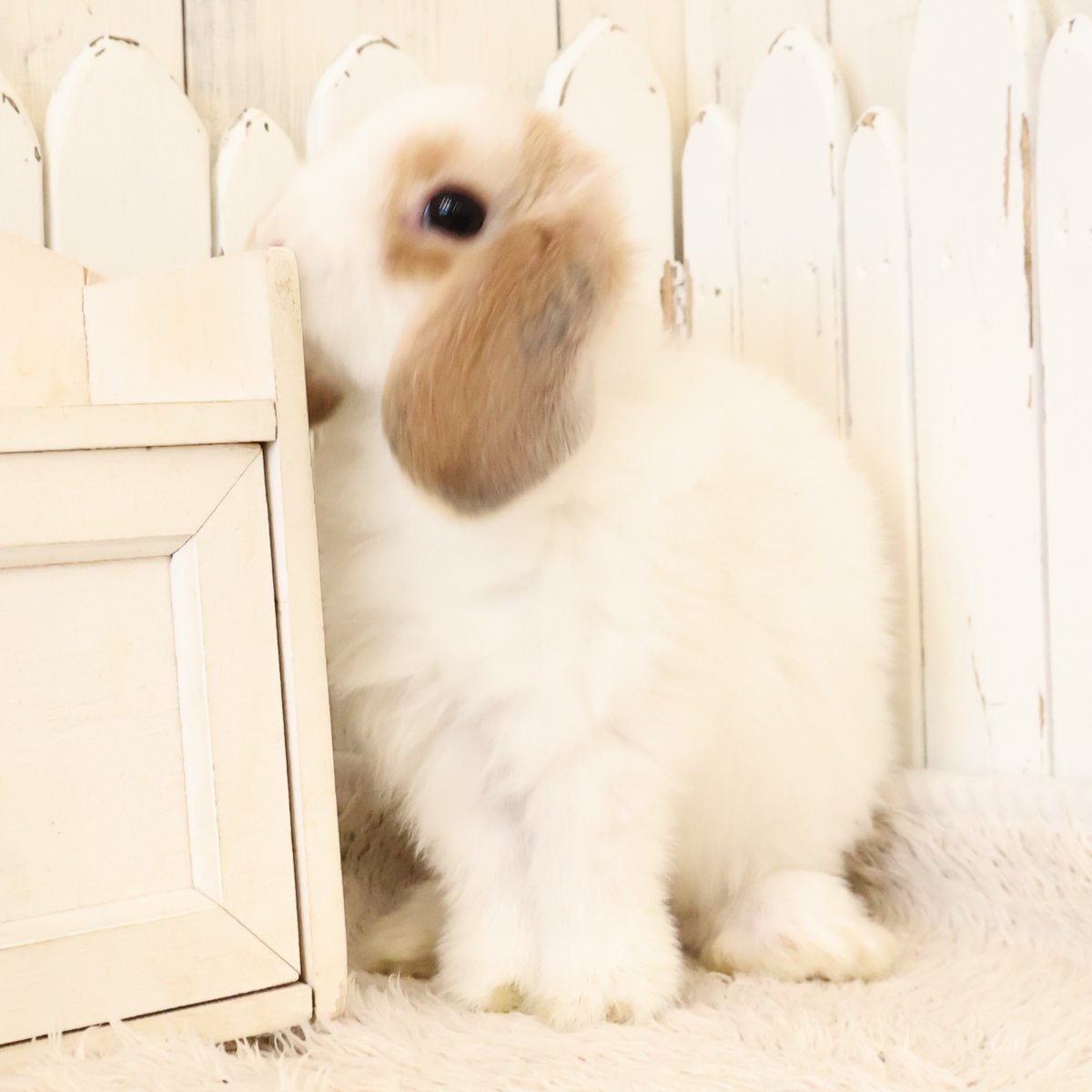 RabbitLink2's tweet image. /
ちびうさぎさんがデビューします♪
\
今回は小柄でくりくりお目目がキュートなトートイズシェルちゃんと
ちょっぴりマイペースな癒し系イケメンのブロークンオレンジくん。
ブロークンオレンジくんのマイペースぶりはHPのブログへどうぞ。
そして
/…