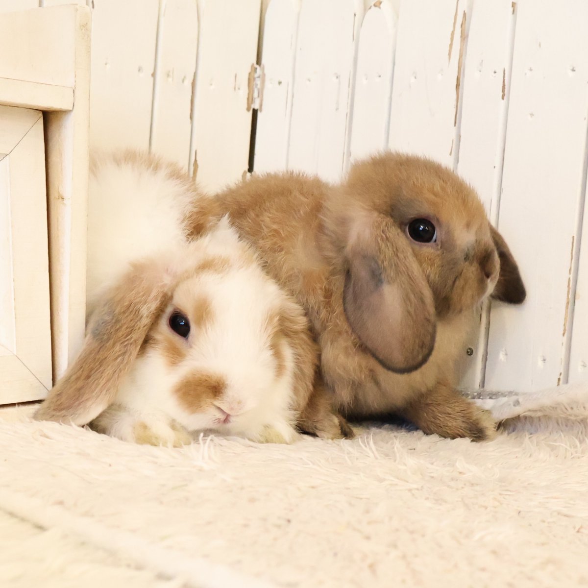 RabbitLink2's tweet image. /
ちびうさぎさんがデビューします♪
\
今回は小柄でくりくりお目目がキュートなトートイズシェルちゃんと
ちょっぴりマイペースな癒し系イケメンのブロークンオレンジくん。
ブロークンオレンジくんのマイペースぶりはHPのブログへどうぞ。
そして
/…