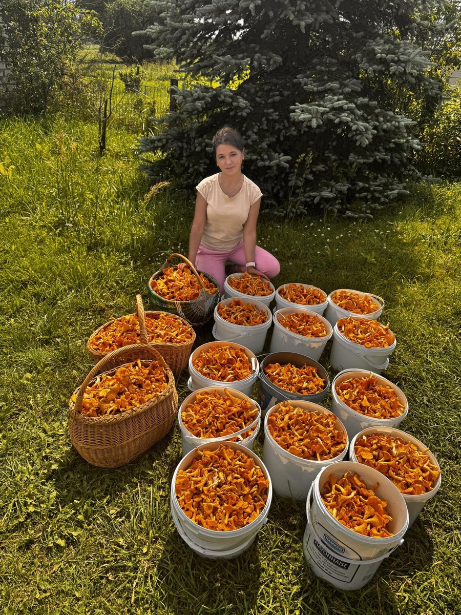 Cat_rango's tweet image. This is a "mushroom rain" in Lithuania! 🇱🇹🤤
Rainy weather has led to forests overflowing with these golden goodies! Lithuanians are hauling in kilos of chanterelles – sharing, selling & feasting! Who wants some?🤩
#Lithuania #Mushrooms #Chanterelles #Foodie #Yum