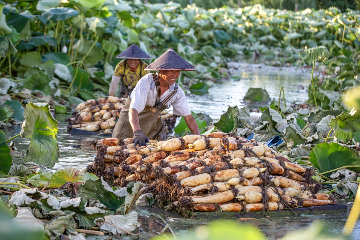 ChinaDaily's tweet image. Farmers #harvest fresh lotus roots at Yinjiayuan village in Nantong, Jiangsu province, on Monday. The versatile vegetable can be prepared in various ways, including stir-frying, braising, and stewing in soy sauce. Lotus root cultivation is now a key industry in Nantong, which not…