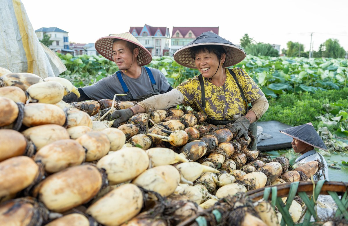 ChinaDaily's tweet image. Farmers #harvest fresh lotus roots at Yinjiayuan village in Nantong, Jiangsu province, on Monday. The versatile vegetable can be prepared in various ways, including stir-frying, braising, and stewing in soy sauce. Lotus root cultivation is now a key industry in Nantong, which not…