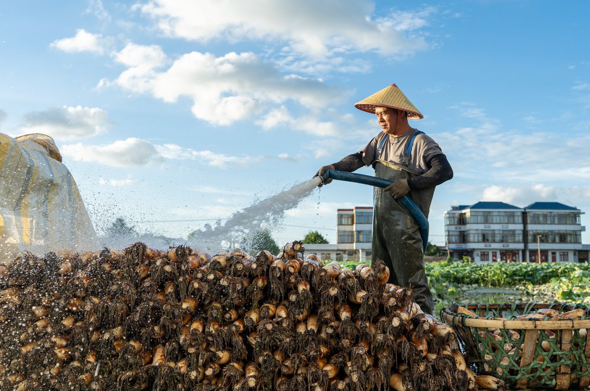 ChinaDaily's tweet image. Farmers #harvest fresh lotus roots at Yinjiayuan village in Nantong, Jiangsu province, on Monday. The versatile vegetable can be prepared in various ways, including stir-frying, braising, and stewing in soy sauce. Lotus root cultivation is now a key industry in Nantong, which not…